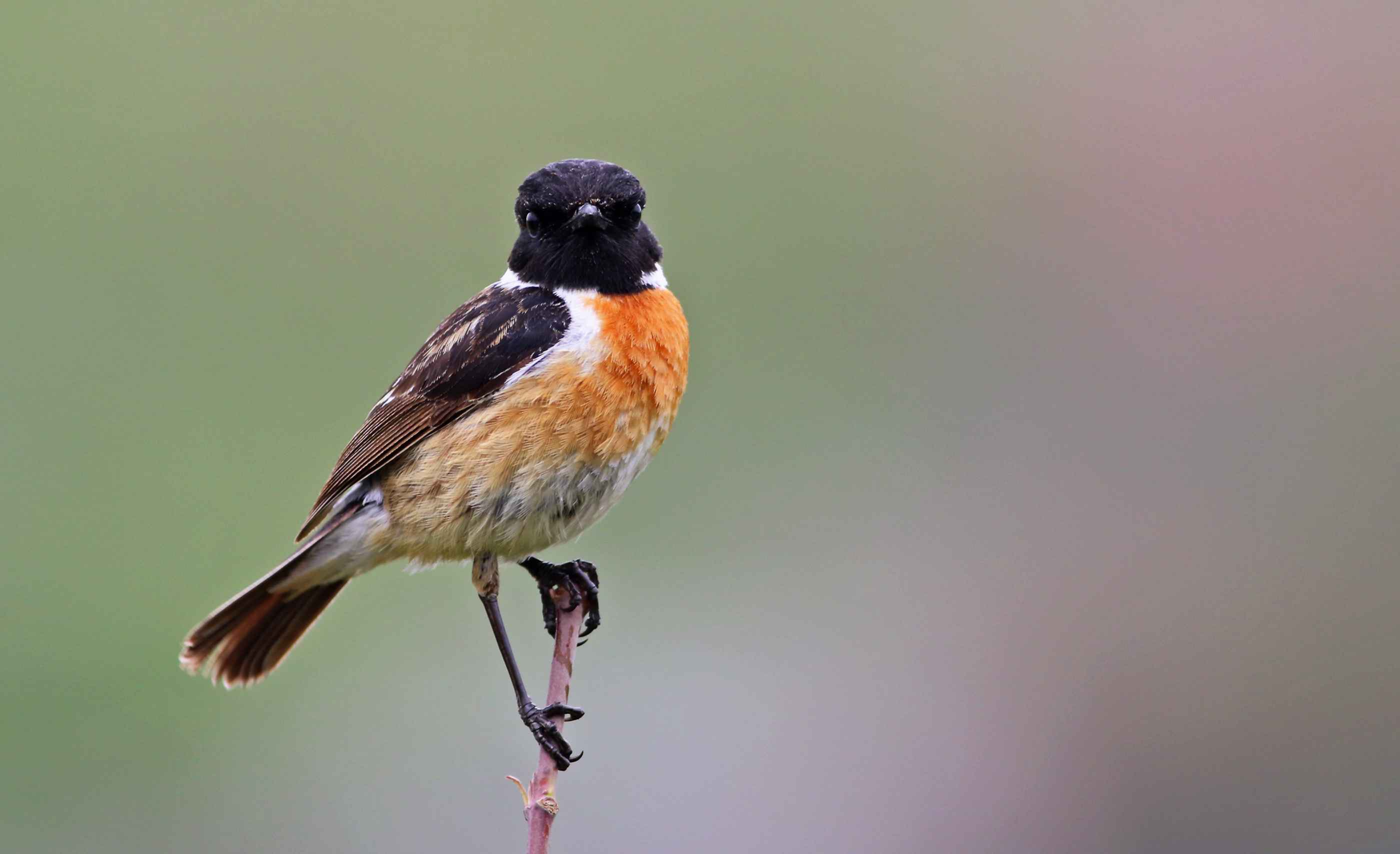 European Stonechat